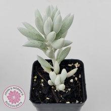 Load image into Gallery viewer, Senecio Haworthii 'Cocoon Plant'