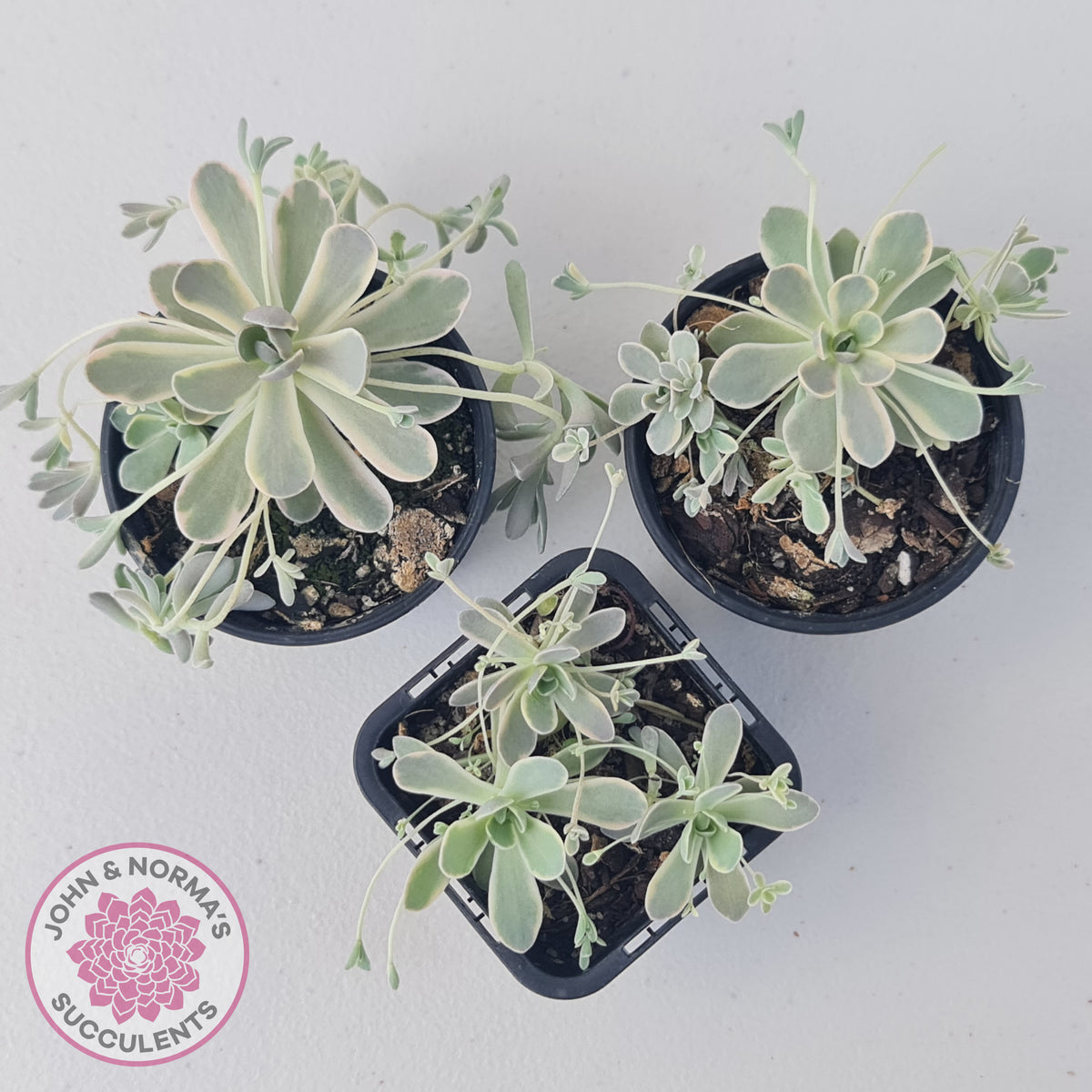 Orostachys iwarenge var. boehmeri - Variegated Chinese Dunce Cap