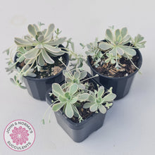 Load image into Gallery viewer, Orostachys iwarenge var. boehmeri - Variegated Chinese Dunce Cap