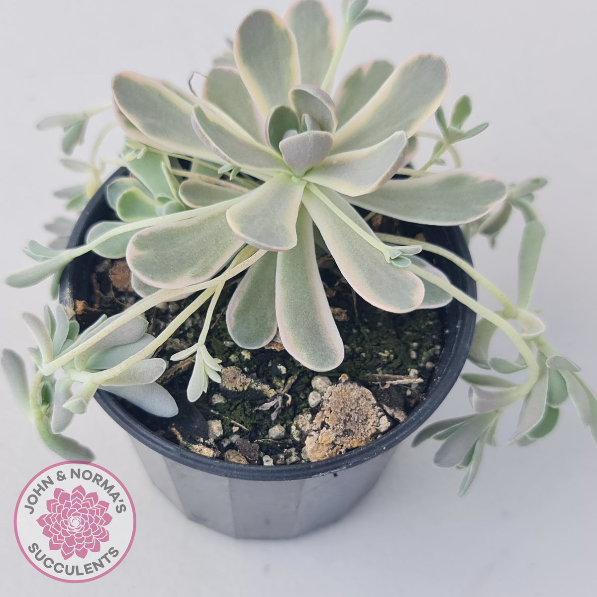 Orostachys iwarenge var. boehmeri - Variegated Chinese Dunce Cap