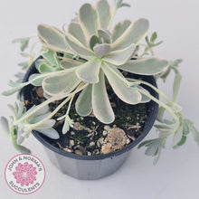 Load image into Gallery viewer, Orostachys iwarenge var. boehmeri - Variegated Chinese Dunce Cap