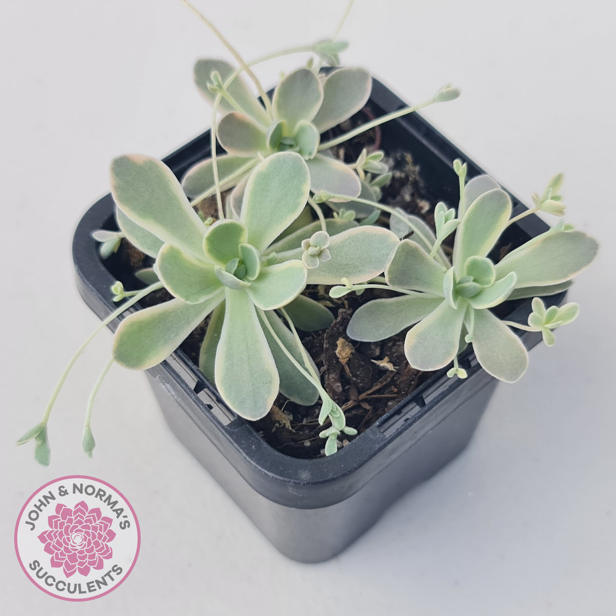 Orostachys iwarenge var. boehmeri - Variegated Chinese Dunce Cap