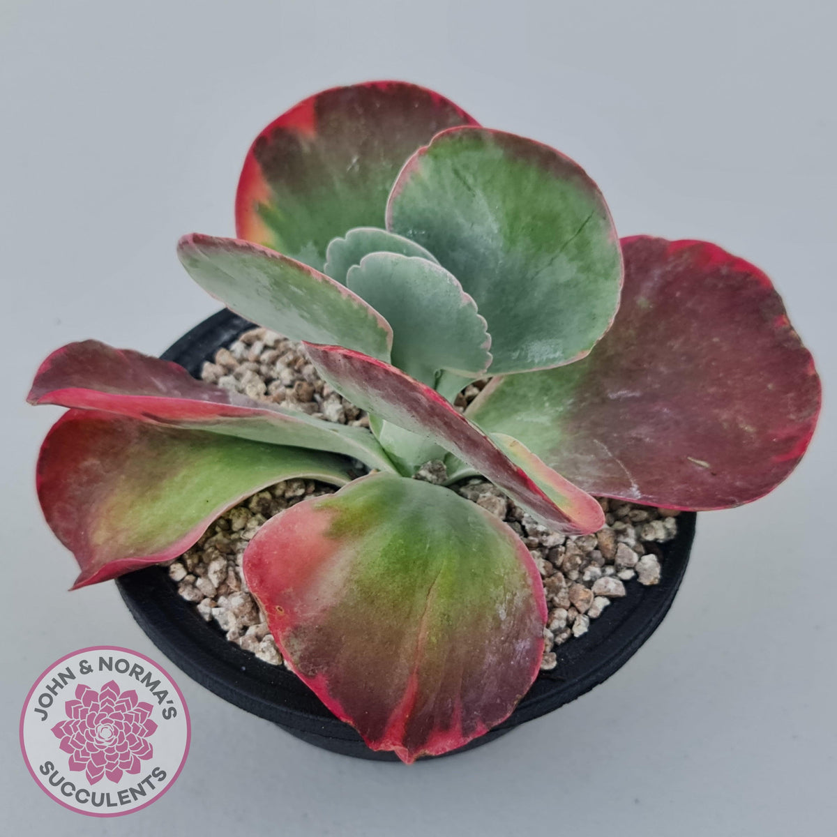 Kalanchoe Luciae 'Fantastic' Variegated Paddle Plant