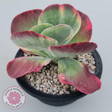Load image into Gallery viewer, Kalanchoe Luciae 'Fantastic' Variegated Paddle Plant - John & Norma's Succulents Australia
