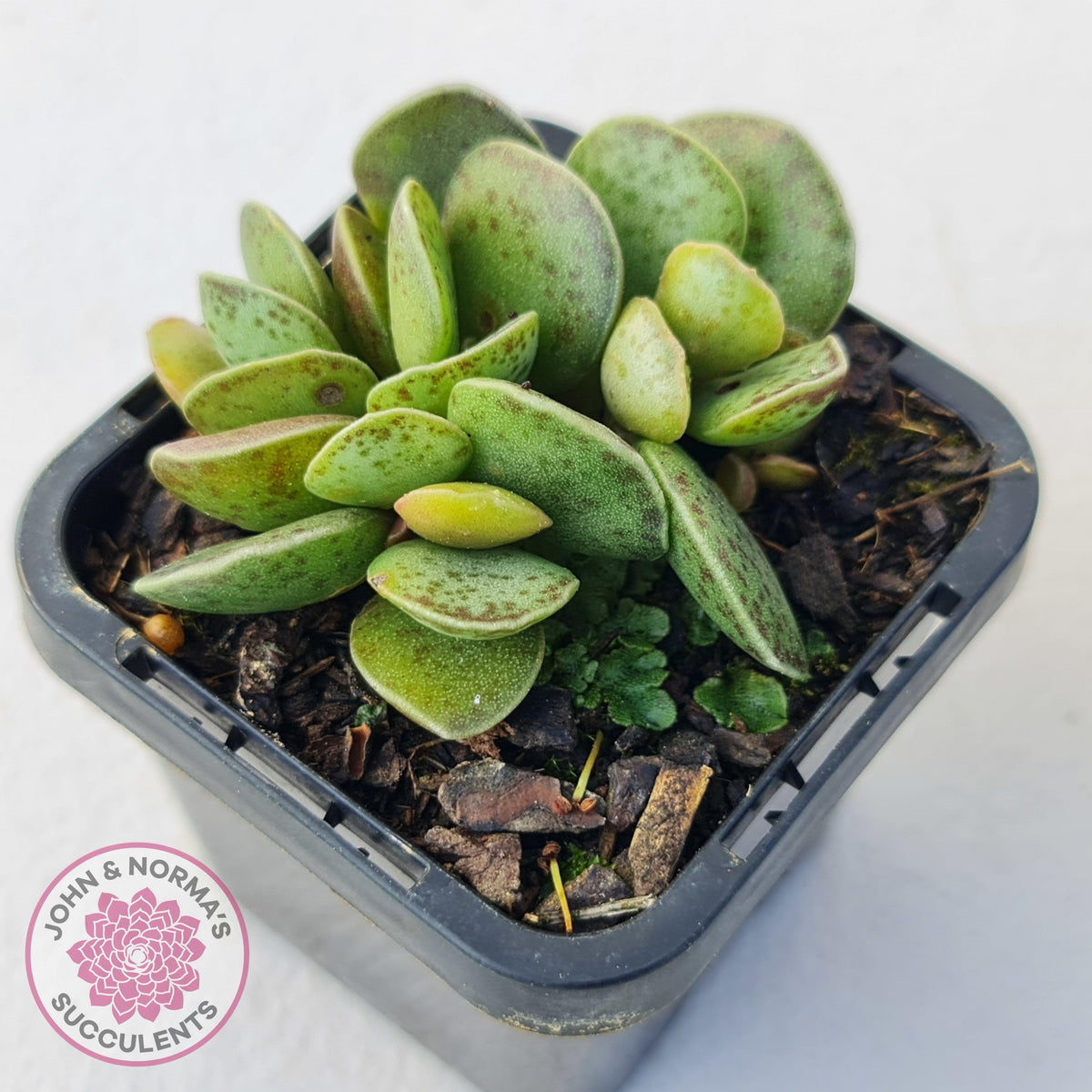 Adromischus Silver Tube