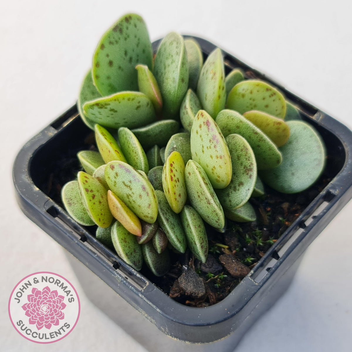Adromischus Silver Tube
