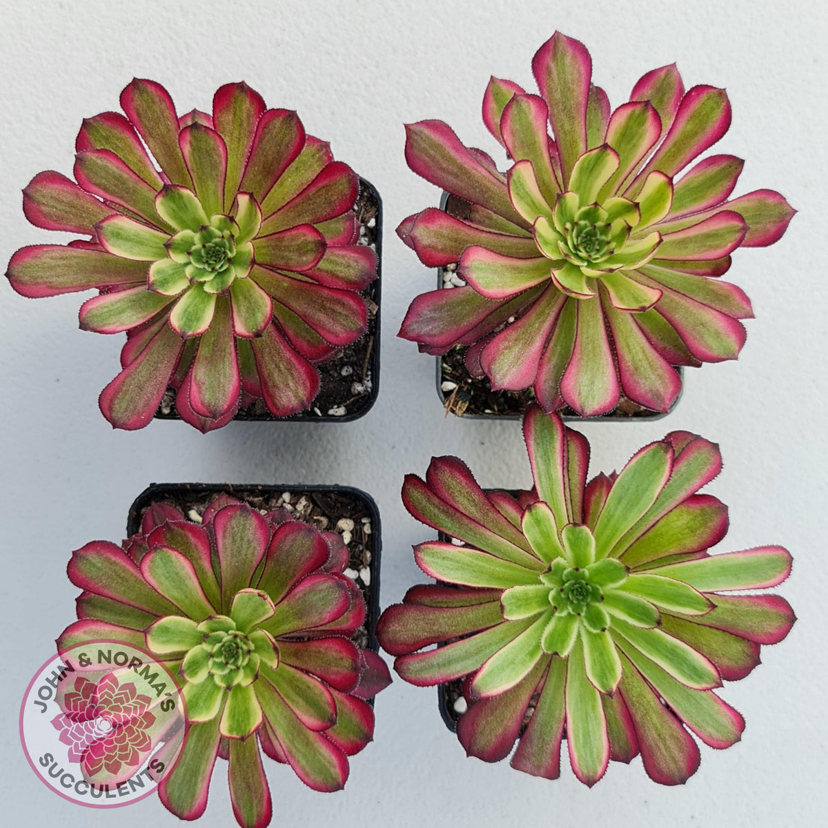 Aeonium Mardi Gras