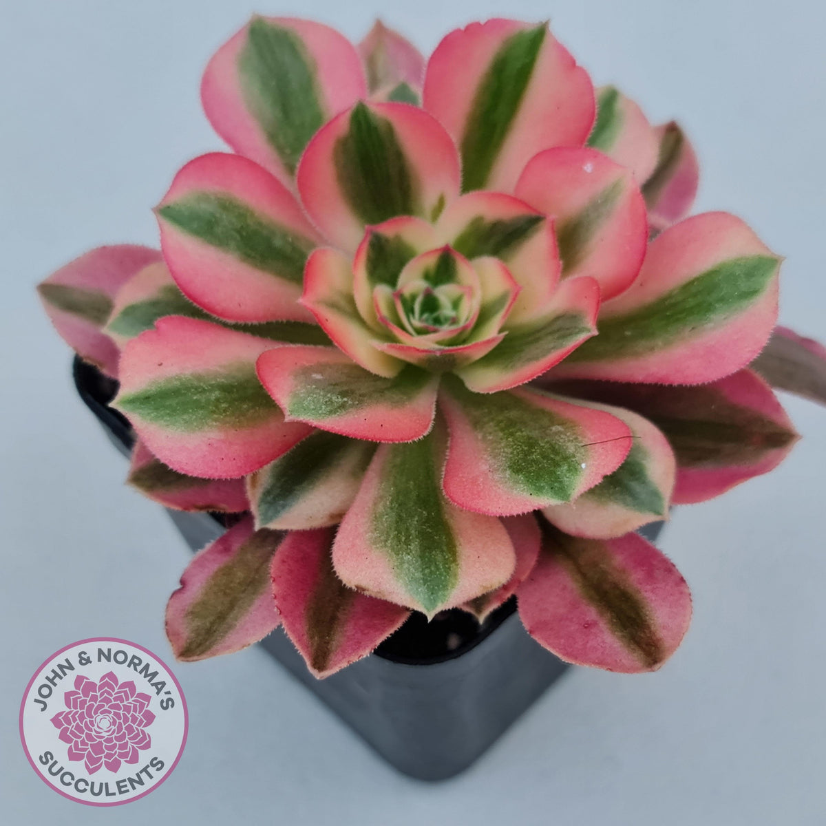 Aeonium 'Pink Witch'