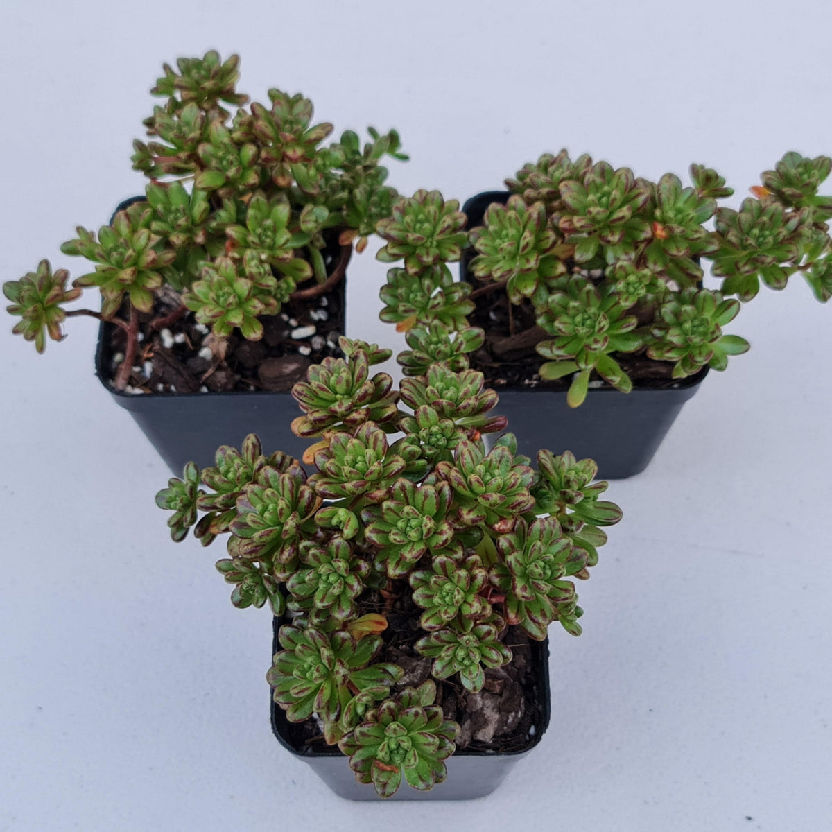 Aeonium sedifolium
