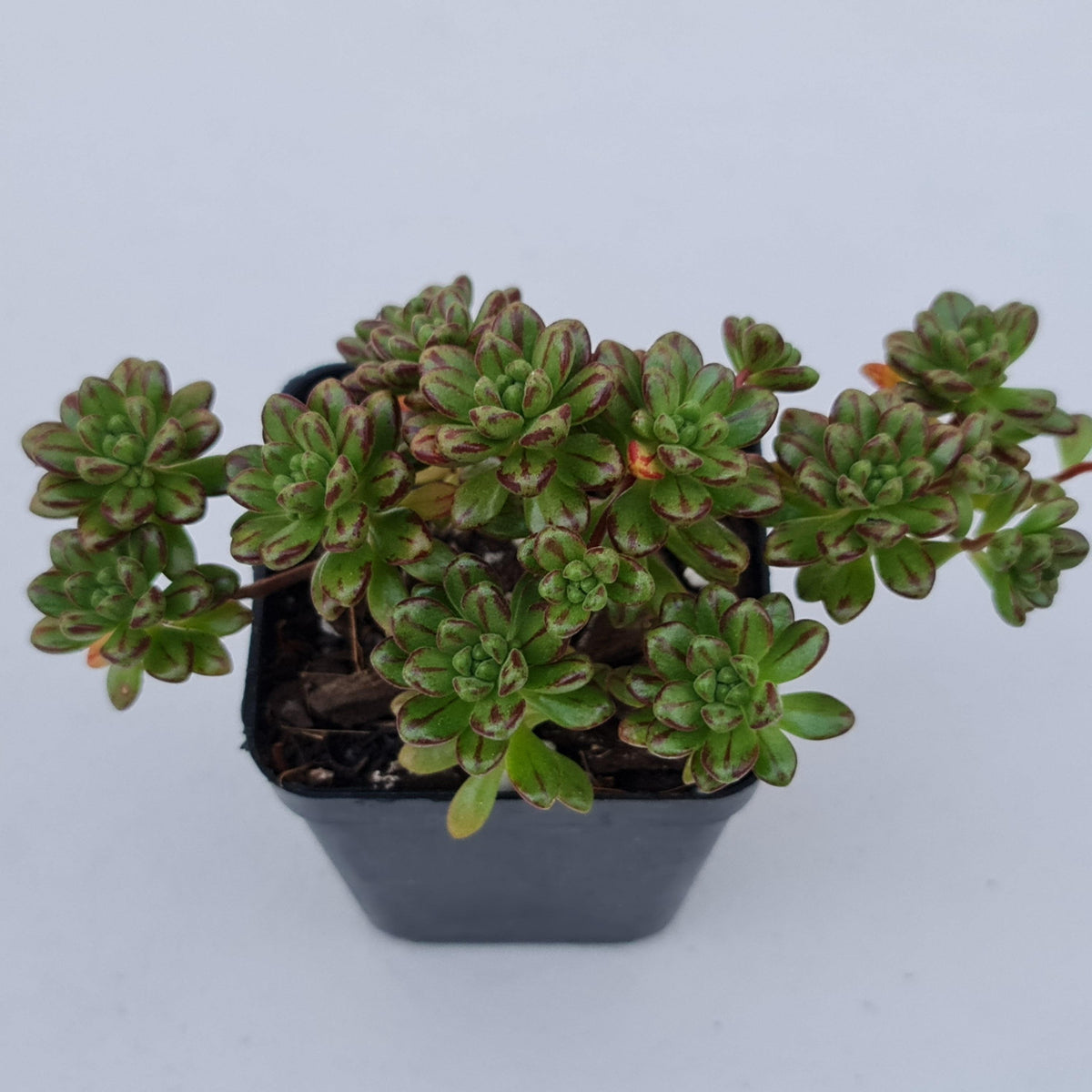 Aeonium sedifolium