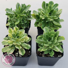 Load image into Gallery viewer, Aeonium Castello-Paivae Variegata 'Suncup' - John & Norma's Succulents