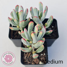 Load image into Gallery viewer, Cotyledon Orbiculata Long Leaf Variegated