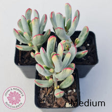 Load image into Gallery viewer, Cotyledon Orbiculata Long Leaf Variegated - John & Norma's Succulents