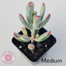 Load image into Gallery viewer, Cotyledon Orbiculata Long Leaf Variegated - John & Norma's Succulents