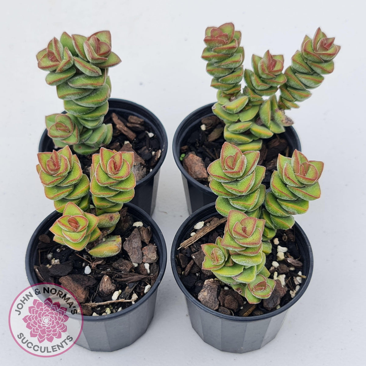 Crassula perforata sp.