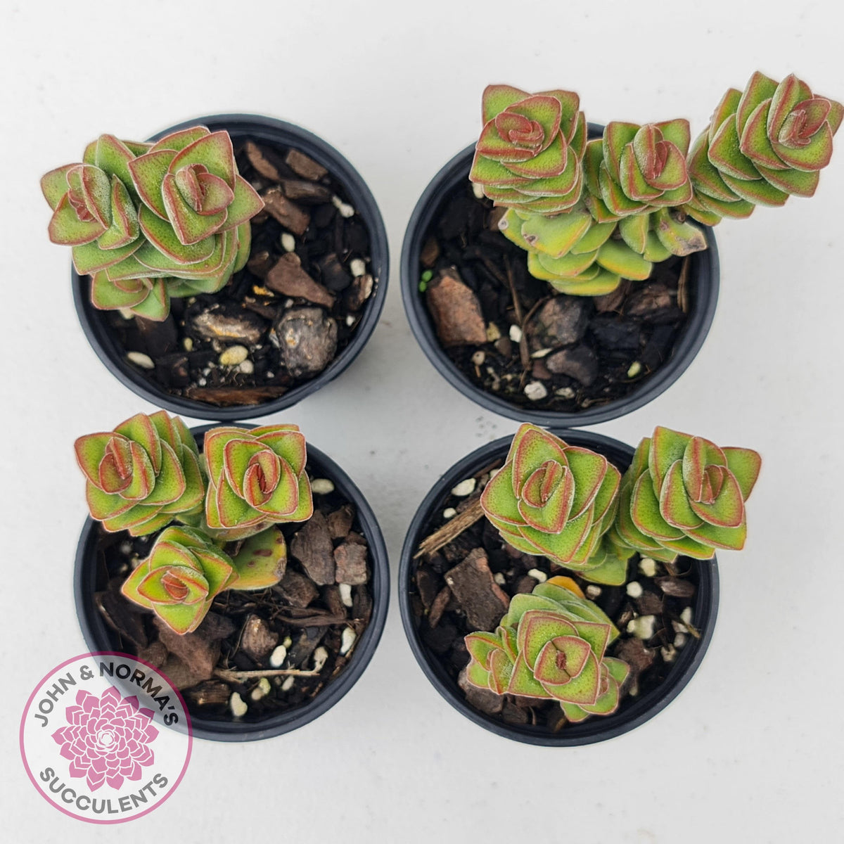 Crassula perforata sp.