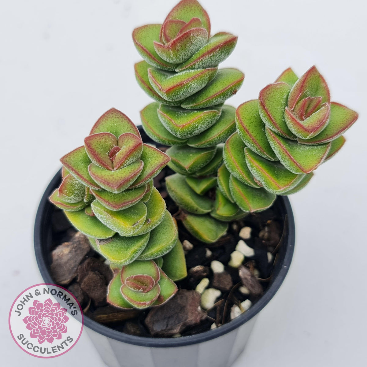 Crassula perforata sp.