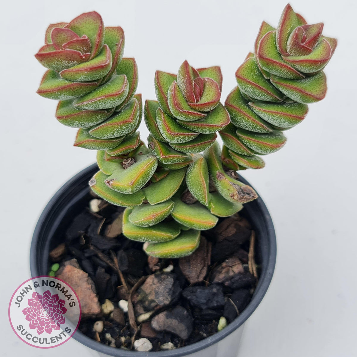 Crassula perforata sp.