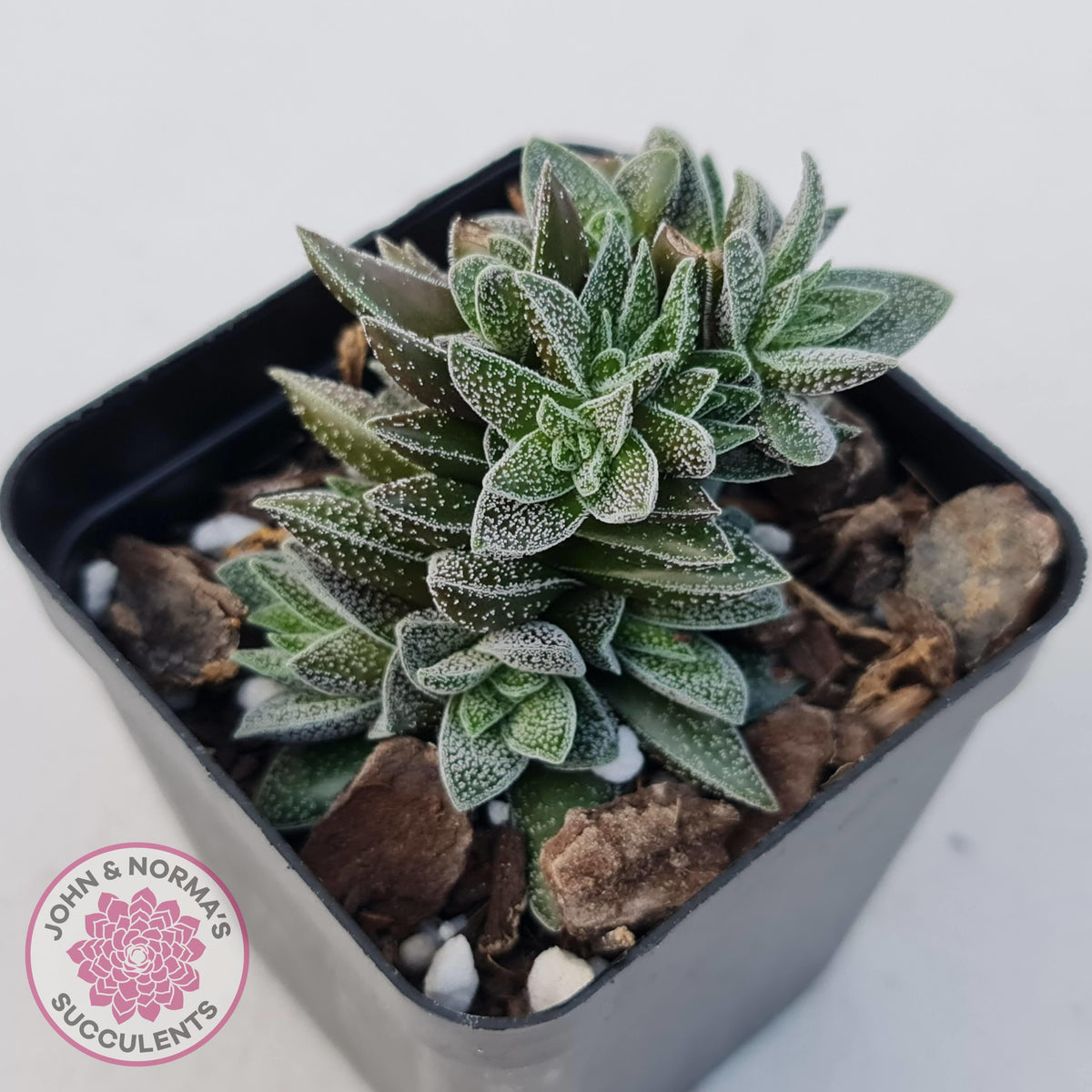Crassula Frosty