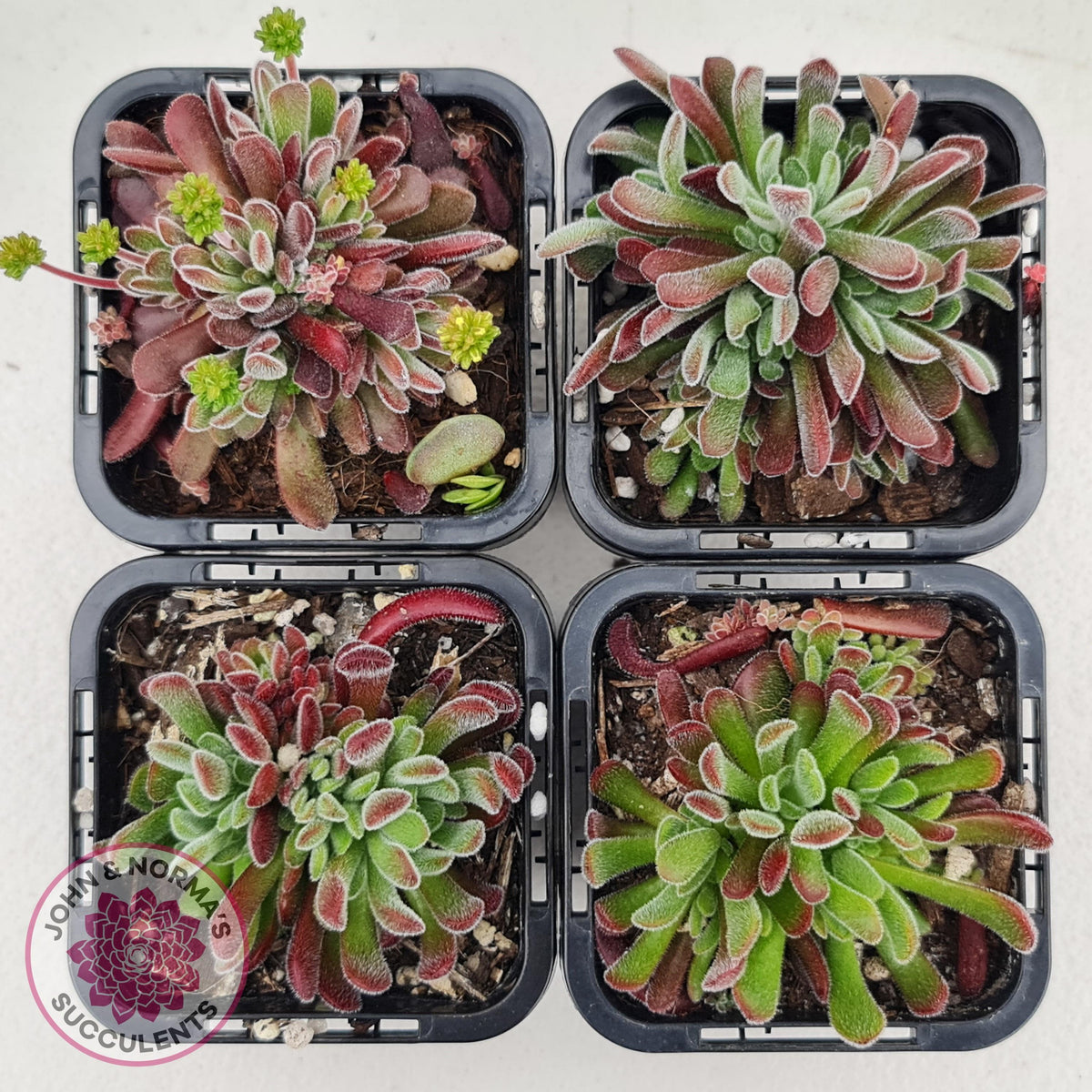 Crassula pubescens