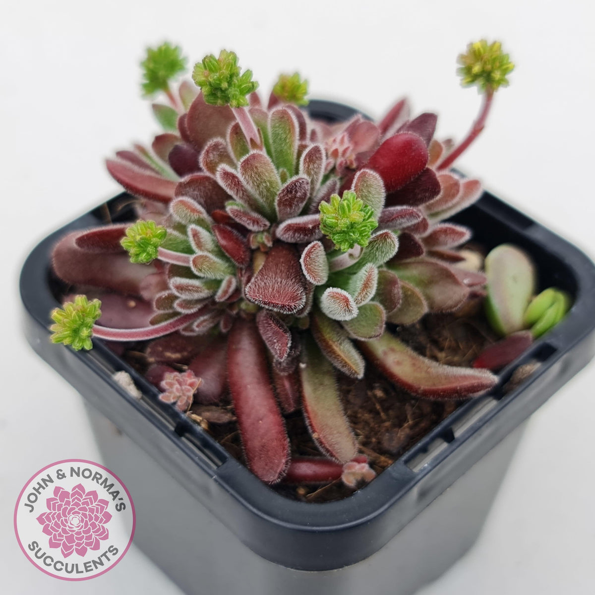 Crassula pubescens