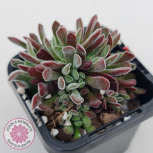 Load image into Gallery viewer, Crassula pubescens - John &amp; Norma&#39;s Succulents
