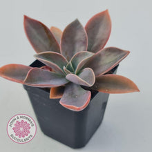 Load image into Gallery viewer, Graptoveria Fred Ives - John & Norma's Succulents