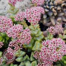 Load image into Gallery viewer, Crassula rupestris 'White Star' - John & Norma's Succulents