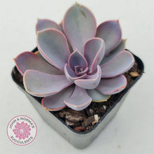 Load image into Gallery viewer, Echeveria Purple Pearl - John & Norma's Succulents