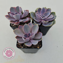 Load image into Gallery viewer, Echeveria Purple Pearl - John & Norma's Succulents