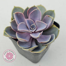 Load image into Gallery viewer, Echeveria Purple Pearl - John & Norma's Succulents