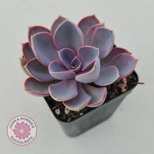 Load image into Gallery viewer, Echeveria Purple Pearl - John & Norma's Succulents
