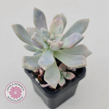 Load image into Gallery viewer, Graptoveria Tricolour - John & Norma's Succulents