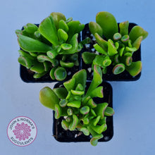 Load image into Gallery viewer, Crassula ovata Gollum