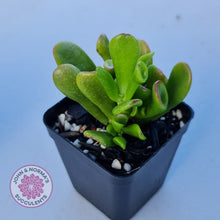 Load image into Gallery viewer, Crassula ovata Gollum