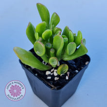 Load image into Gallery viewer, Crassula ovata Gollum