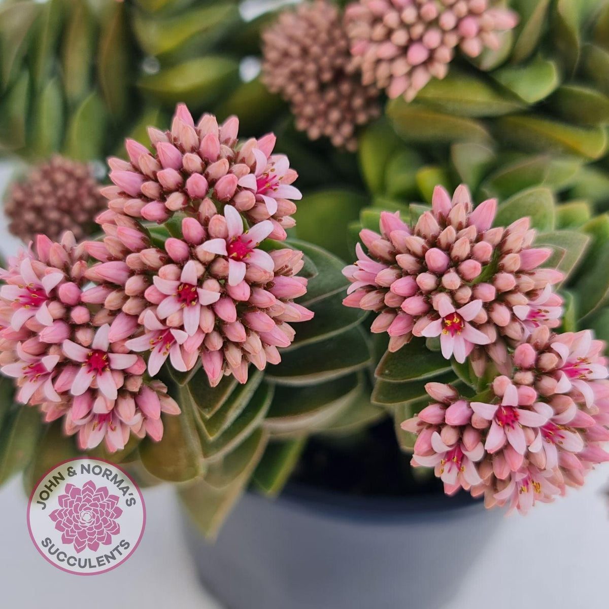 Crassula 'Springtime'
