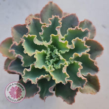 Load image into Gallery viewer, Stunning Echeveria Blue Waves displayed in 90mm pots from John & Norma's Succulents