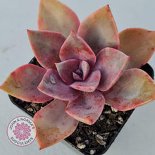 Load image into Gallery viewer, Graptoveria Huth's Pink - John & Norma's Succulents
