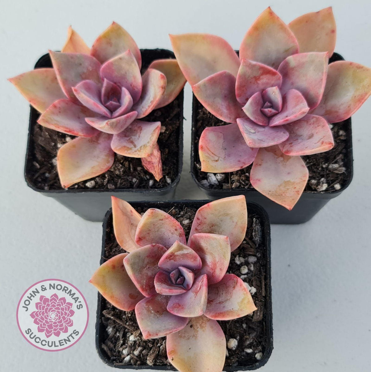 Graptoveria 'Huth's Pink'