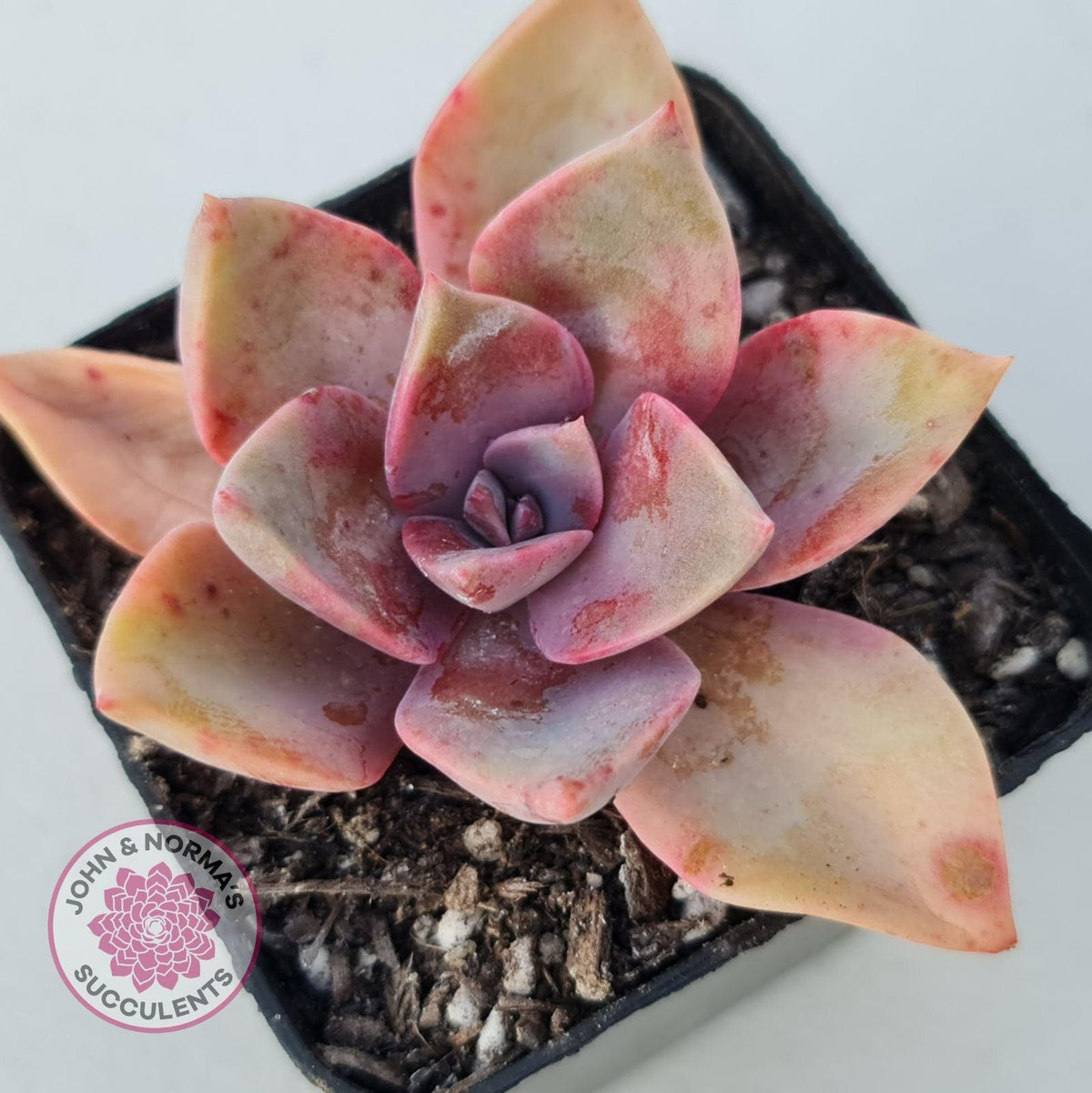 Graptoveria 'Huth's Pink'