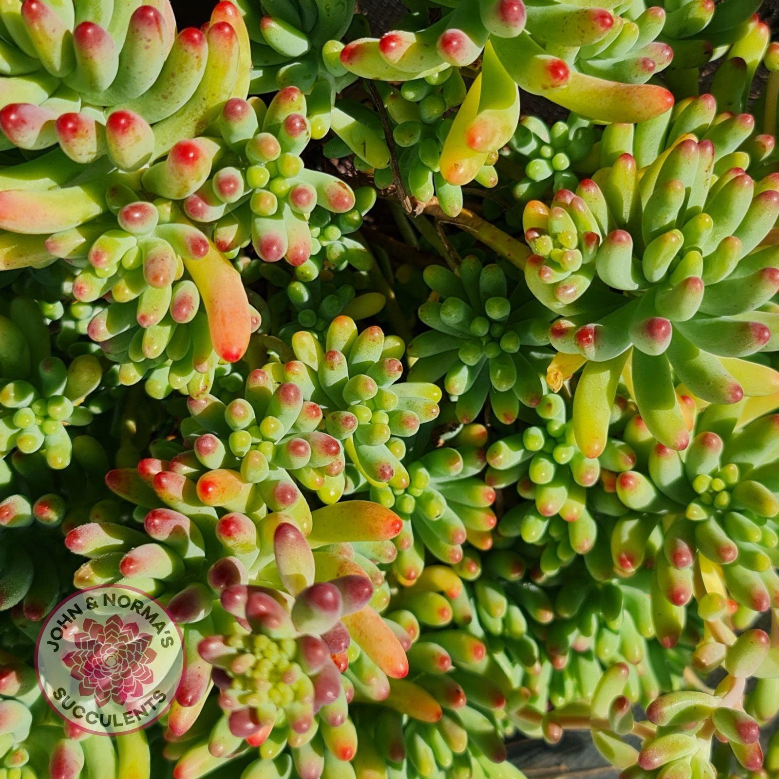 blue jelly bean succulent Buy Sedum pachyphyllum 'Blue Jelly Bean' – Cuttings (2 or 3 per set)  Australia