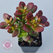 Load image into Gallery viewer, Crassula ovata Crosby's Compact - John & Norma's Succulents