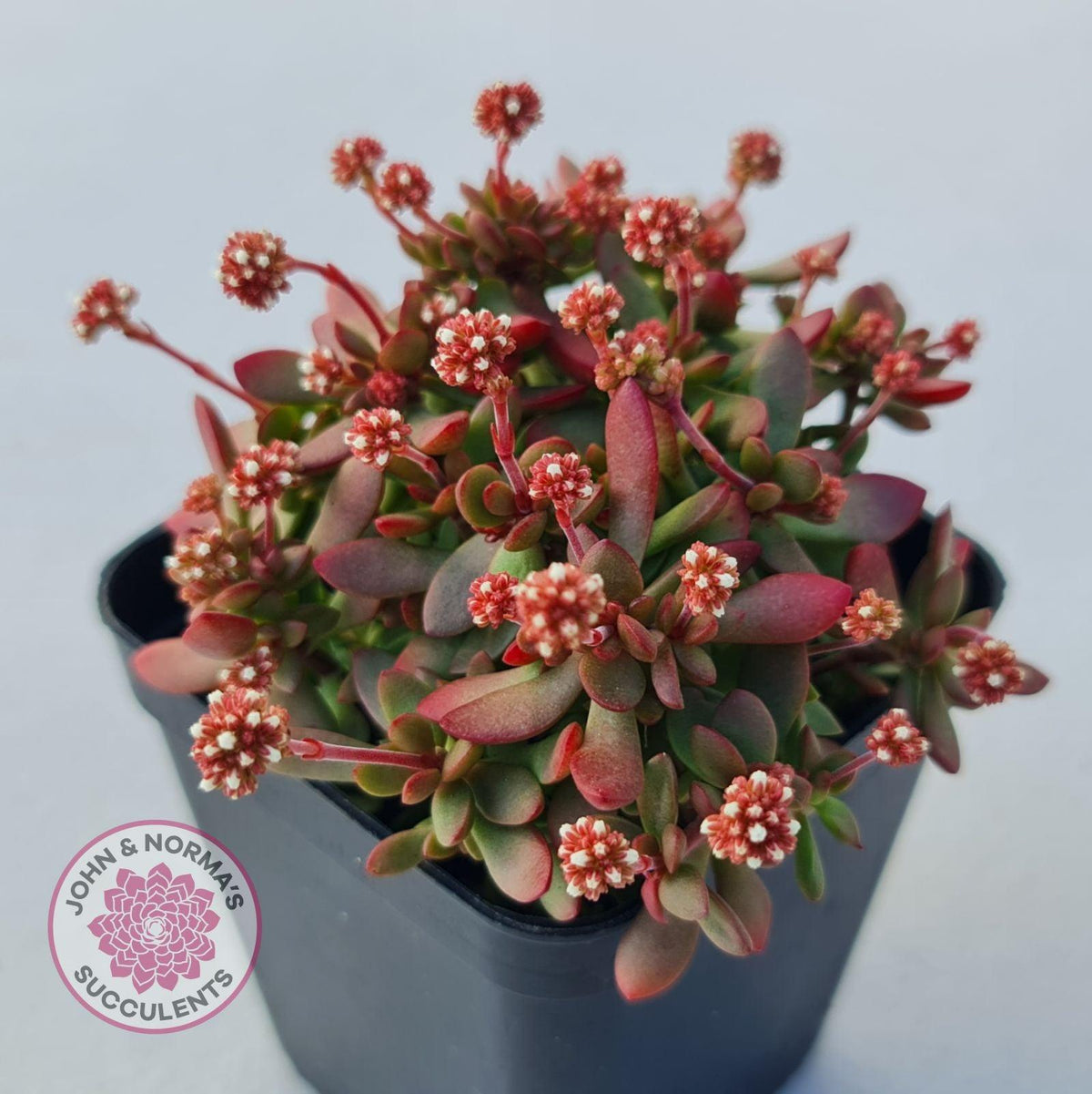 Crassula atropurpurea var. anomala