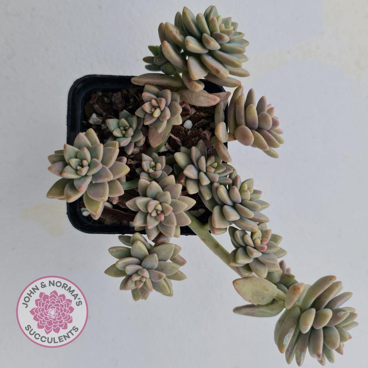 Sedeveria Pink Granite