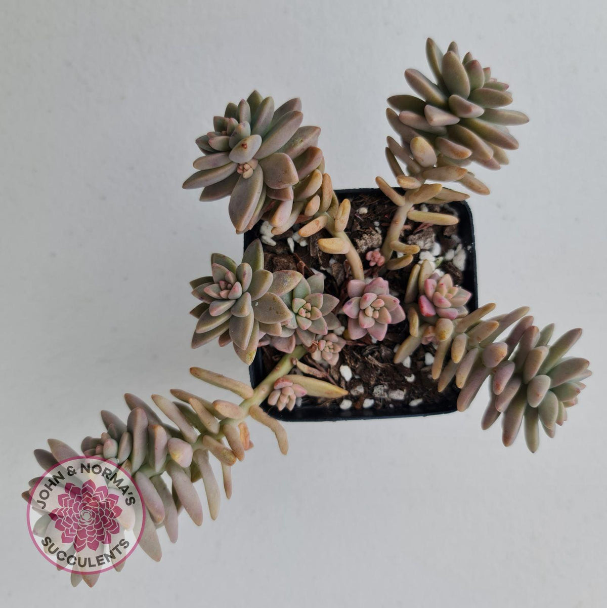 Sedeveria Pink Granite