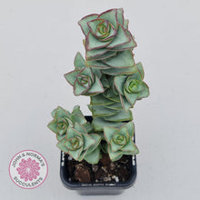 Load image into Gallery viewer, Crassula perforata - Giant Form - John & Norma's Succulents
