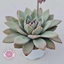 Load image into Gallery viewer, Echeveria German Champagne - John & Norma's Succulents