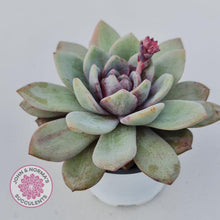 Load image into Gallery viewer, Echeveria German Champagne - John & Norma's Succulents