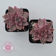 Load image into Gallery viewer, Graptosedum Bronze Variegata - John & Norma's Succulents
